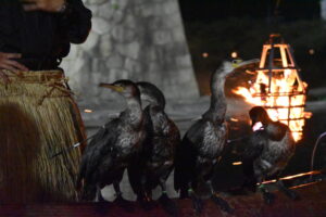 岩国の鵜飼い