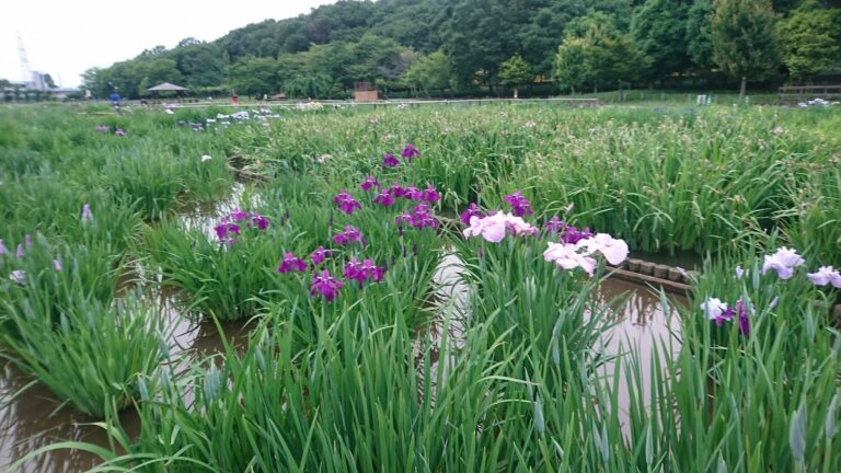 東村山の北山公園の菖蒲