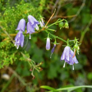 隠岐の西の島の摩天崖で咲いていた花です