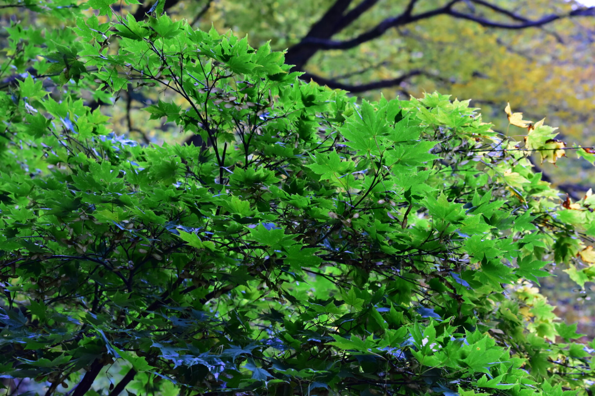 青森県の白神山地の紅葉