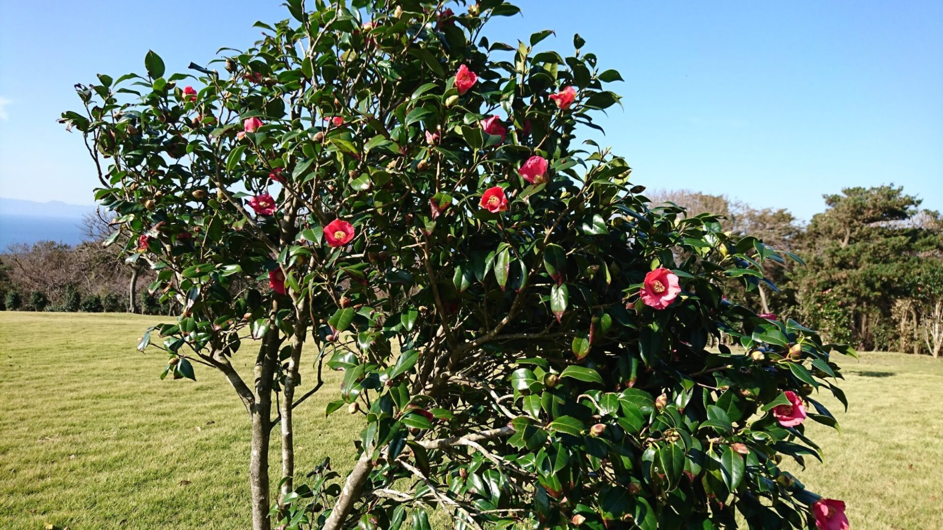 伊豆大島は椿の島です