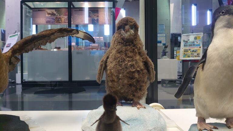 南極・北極科学館のペンギンがかわいい