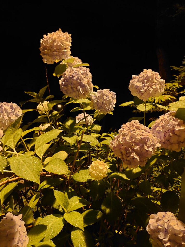 東北大学川内キャンパスの夜のあじさい