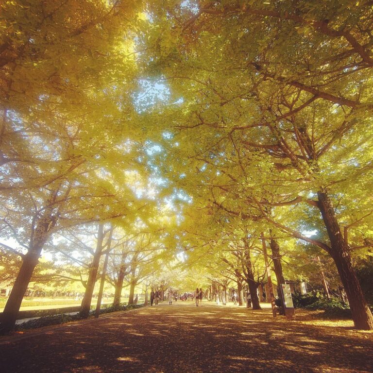 昭和記念公園のいちょう並木