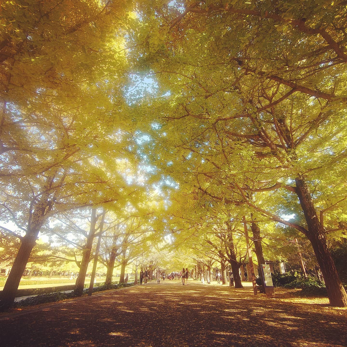 昭和記念公園のいちょう並木