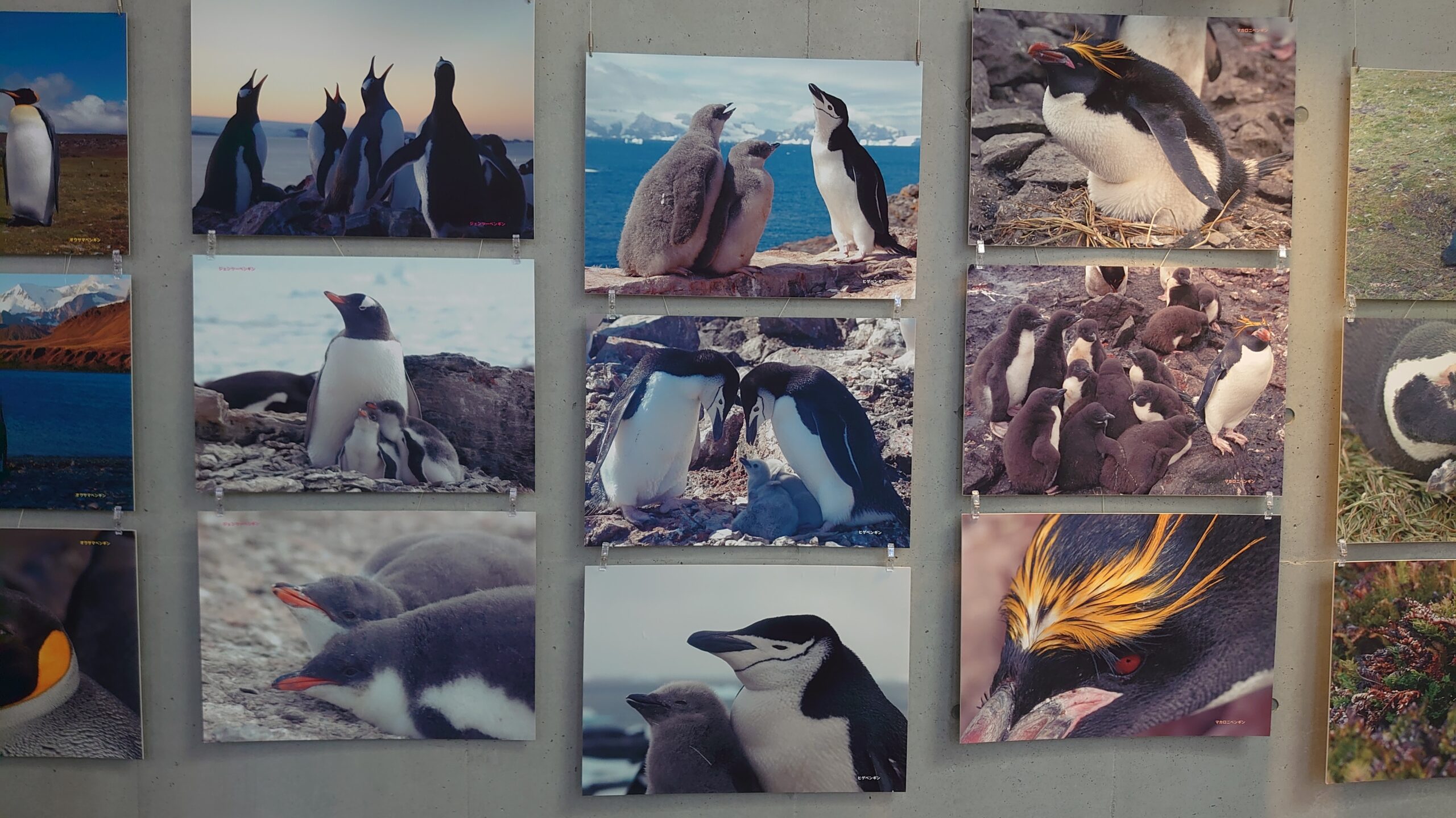 ペンギンの写真