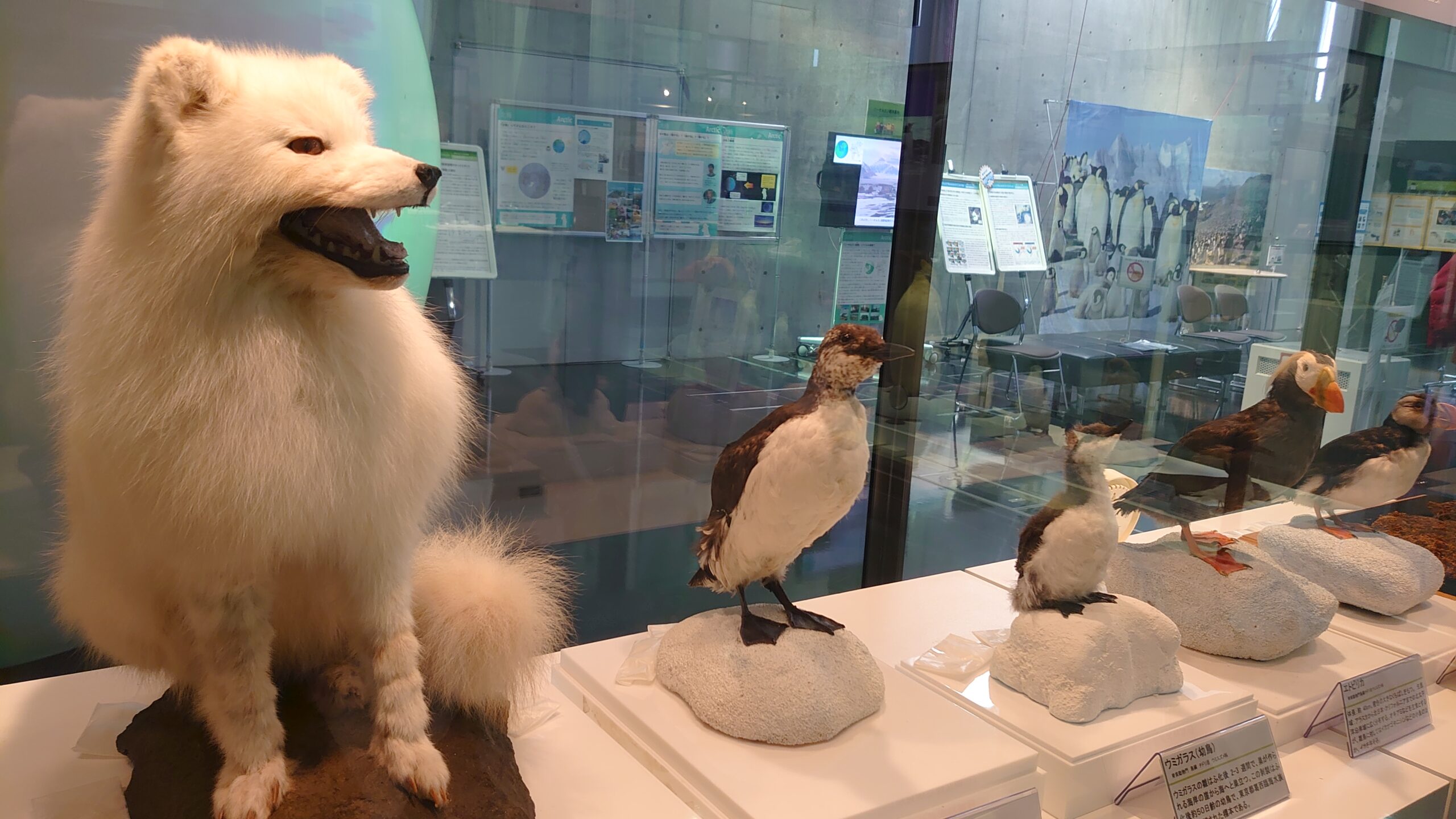 南極・北極科学館のペンギンやきつね