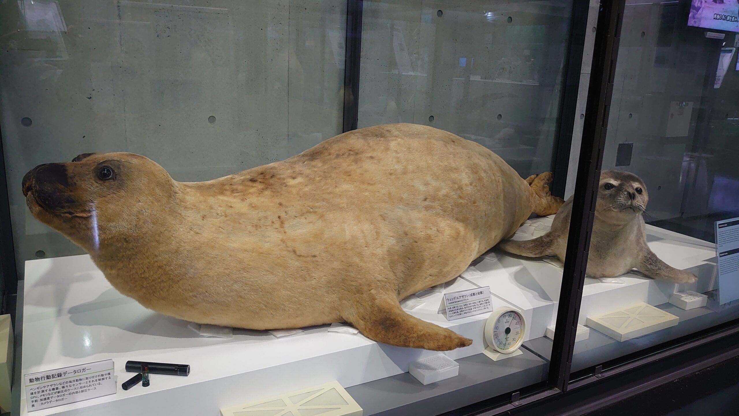 迫力があります