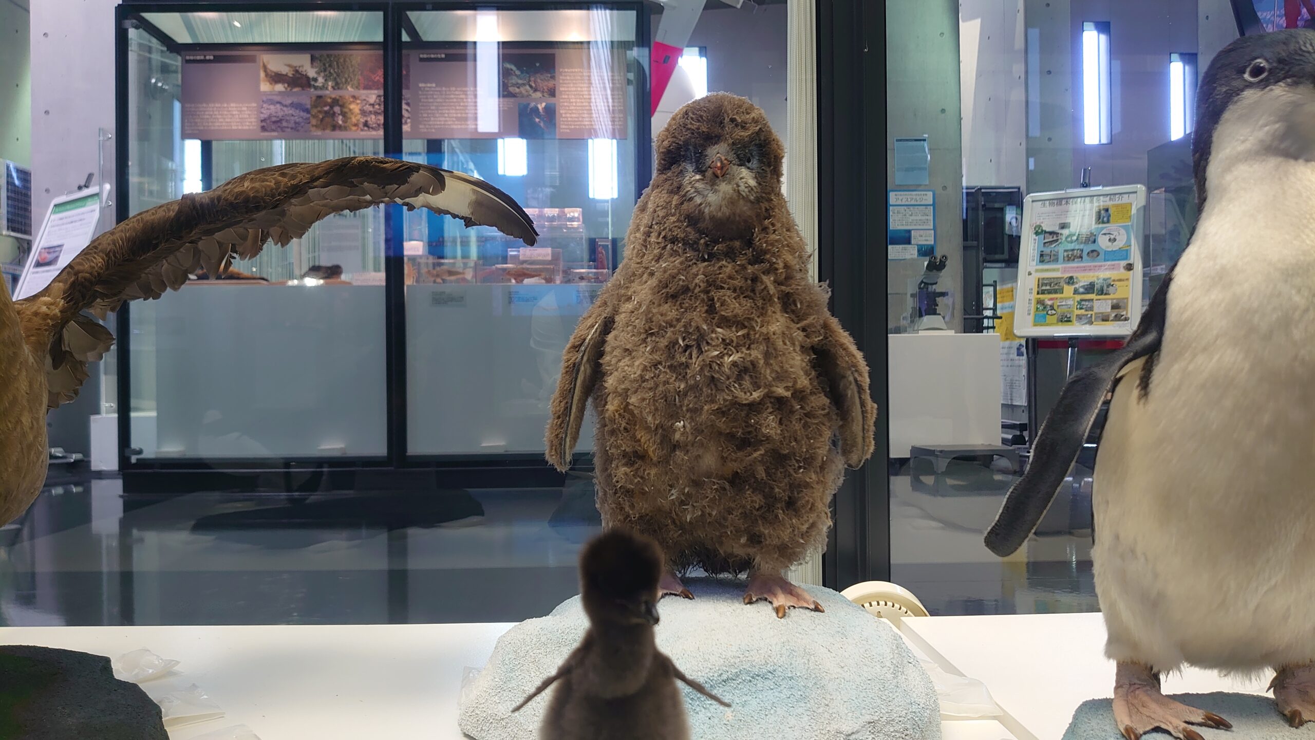 南極・北極科学館のペンギンがかわいい