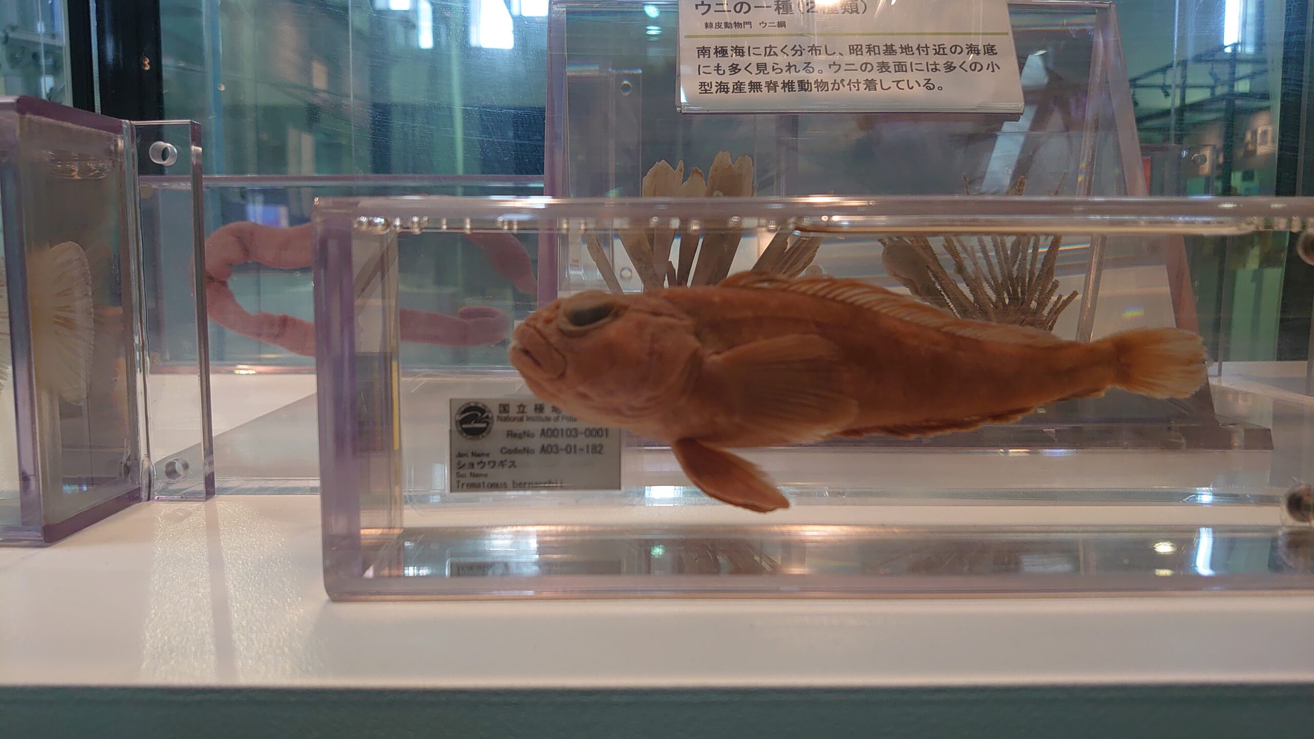 魚の顔がキュート
