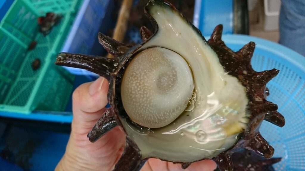 おいしそうなさざえ