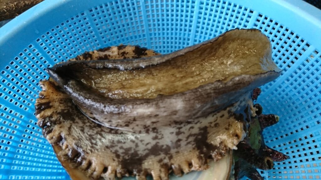 踊っているあわび