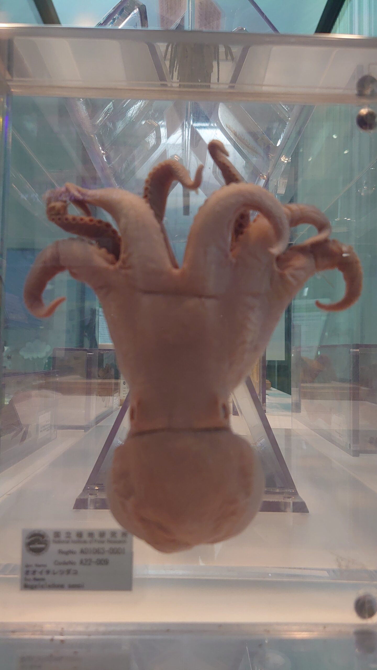 南極・北極科学館の展示も楽しい