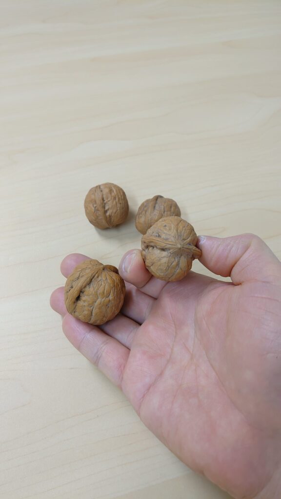 中国の五台山のくるみ