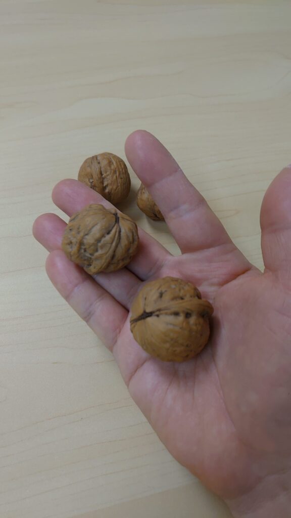 中国の五台山のくるみ