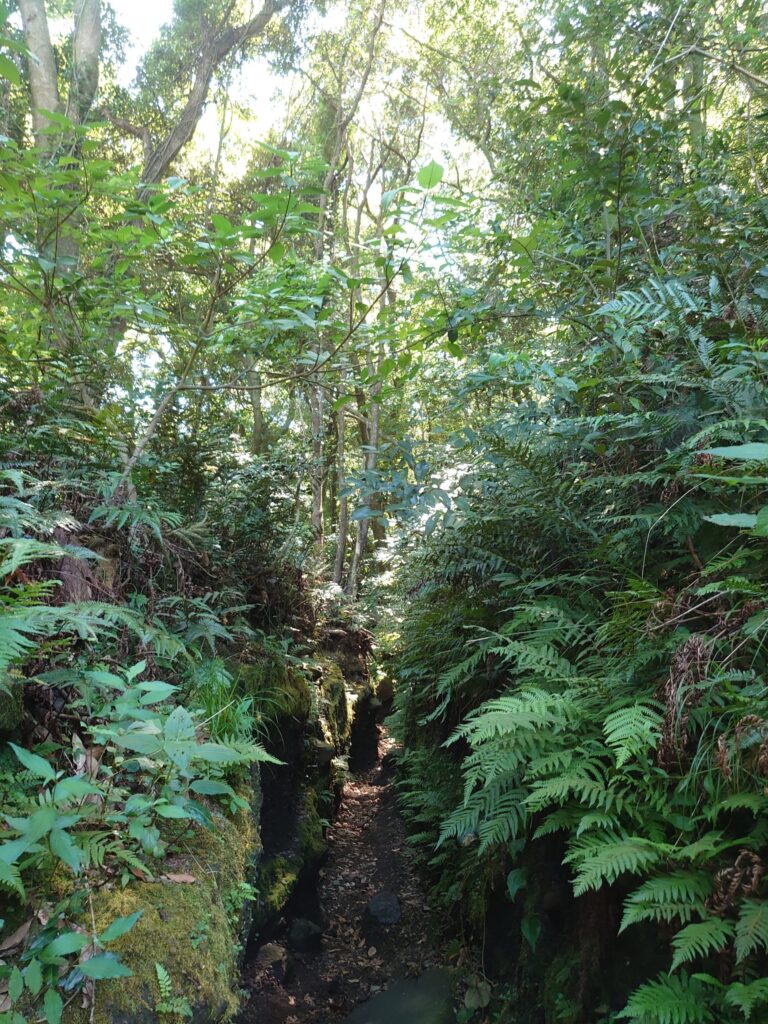 開聞岳の登山道