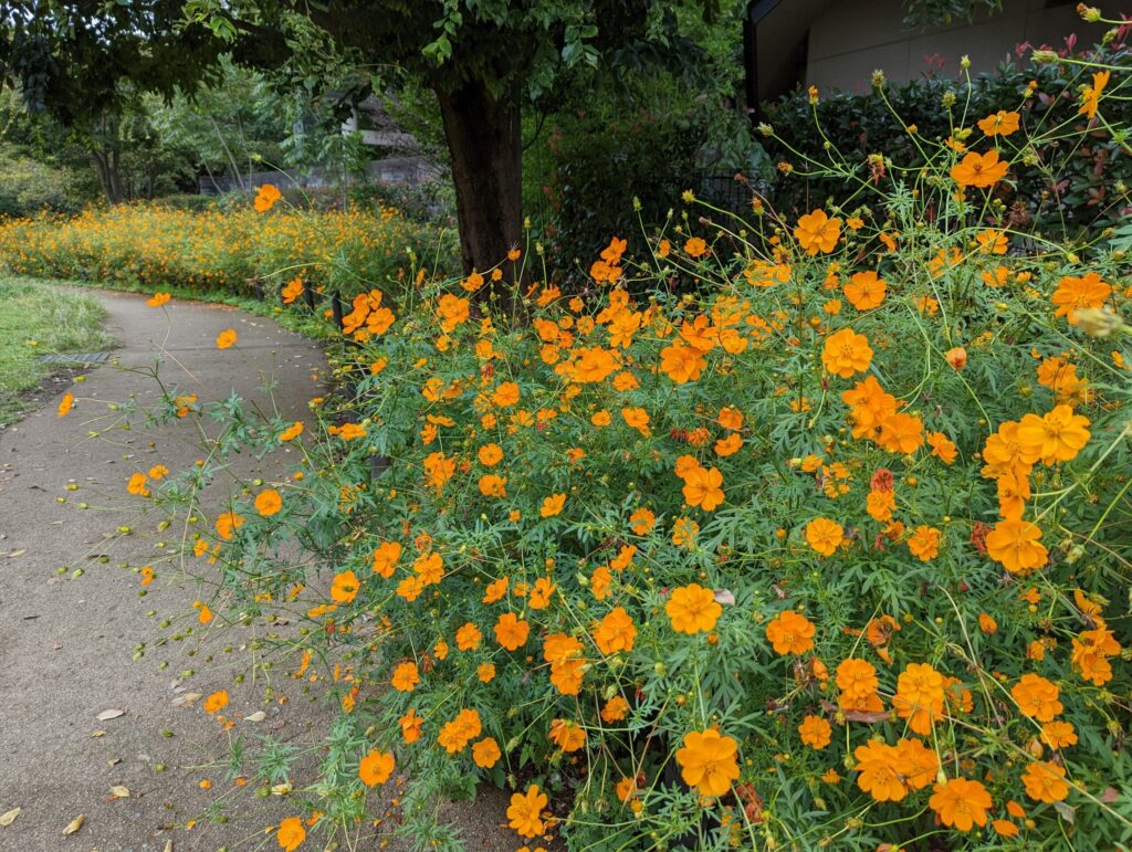 松陰神社の隣の秋の花
